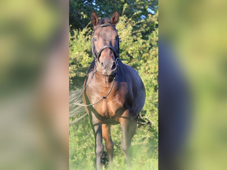 Hucul Gelding 16 years 14.1 hh Bay-Dark in Altensteig