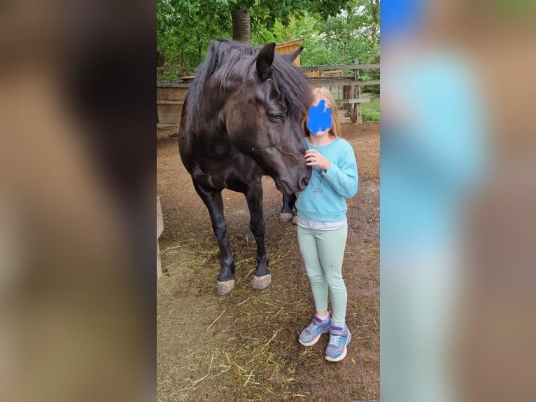 Hucul Gelding 16 years 14.1 hh Brown in St. Andrä vor dem Hagenthale