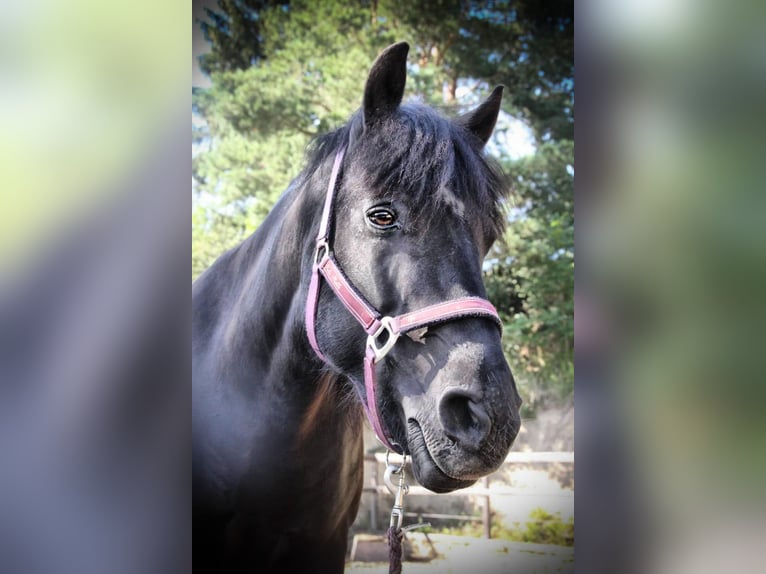 Hucul Gelding 16 years 14.1 hh Brown in St. Andrä vor dem Hagenthale