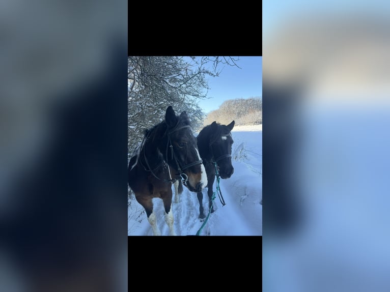 Hucul Gelding 16 years 14,1 hh Black in Iserlohn