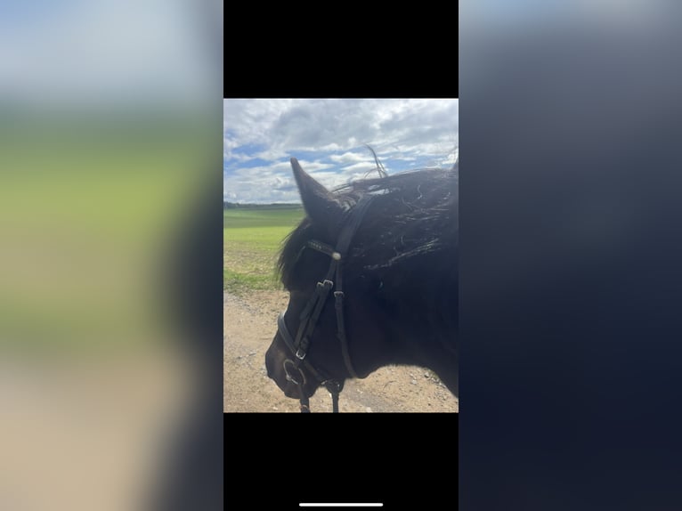 Hucul Gelding 16 years 14,1 hh Black in Iserlohn