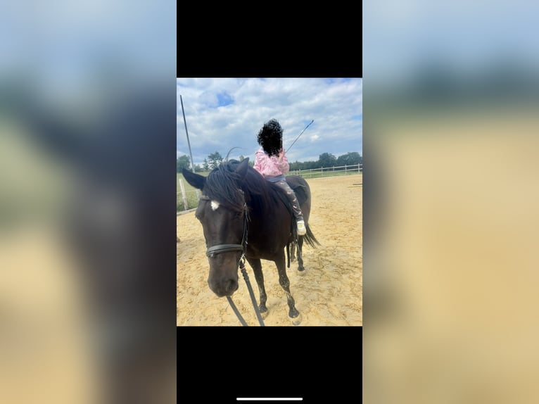 Hucul Gelding 16 years 14,1 hh Black in Iserlohn