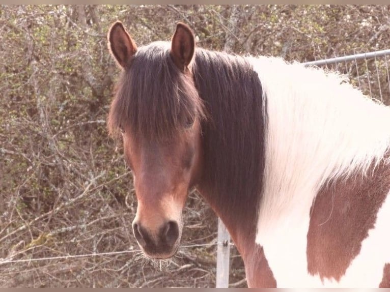 Hucul Gelding 17 years 13,2 hh Pinto in Suhl