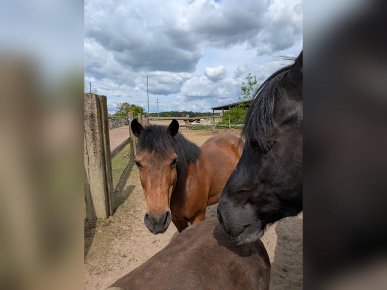 Hucul Gelding 18 years 12.2 hh Bay-Dark in Klein Pampau