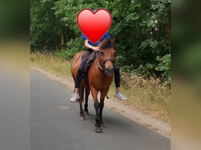 Hucul Gelding 18 years 12,2 hh Bay-Dark in Klein Pampau