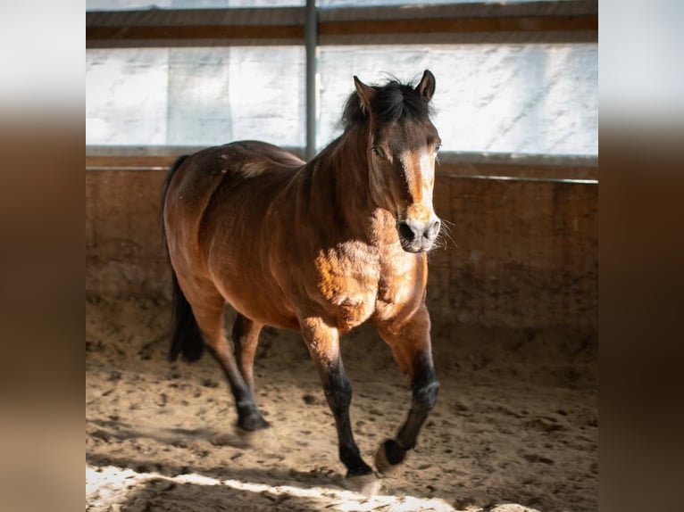 Hucul Gelding 19 years 14,2 hh Brown in Axams