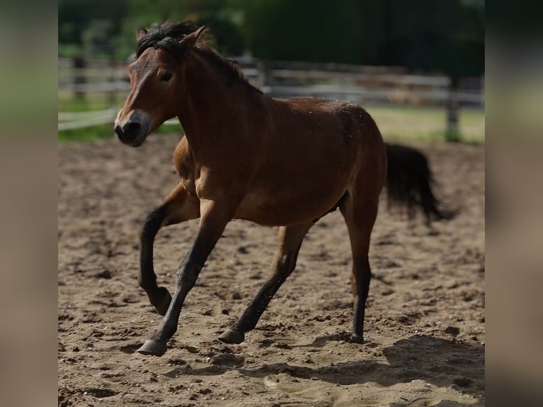 Hucul Gelding 1 year 13,2 hh Brown in Walldorf