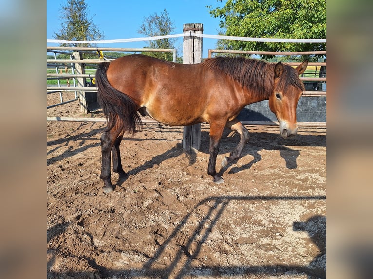 Hucul Gelding 1 year 13,2 hh Brown in Walldorf