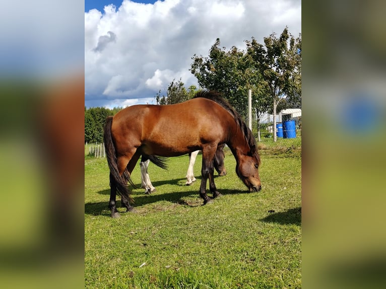 Hucul Gelding 2 years 13 hh Bay in Grodziczno
