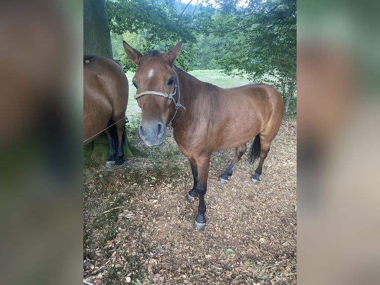 Hucul Mix Gelding 3 years 12.2 hh Brown in Zywiec