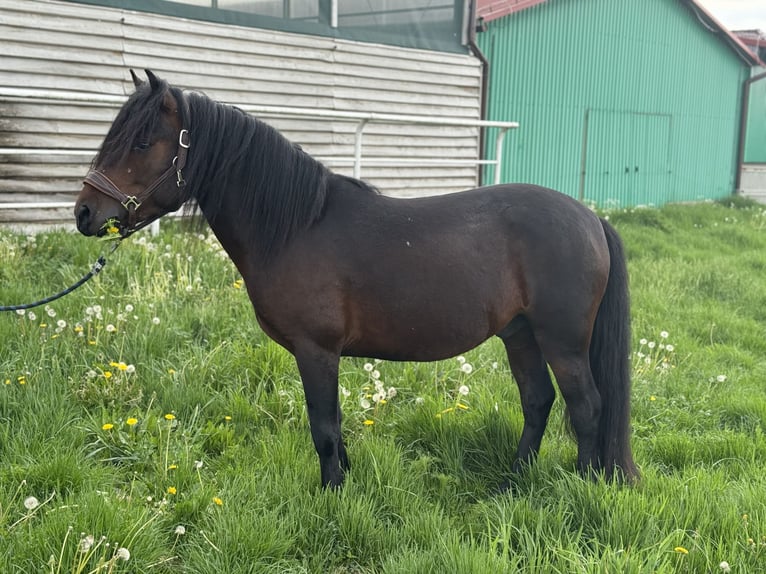 Hucul Gelding 3 years 13.2 hh Bay in Kąty
