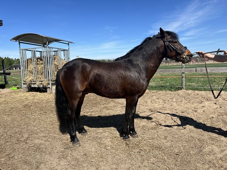 Hucul Gelding 3 years 13,1 hh Bay in D&#x119;bno