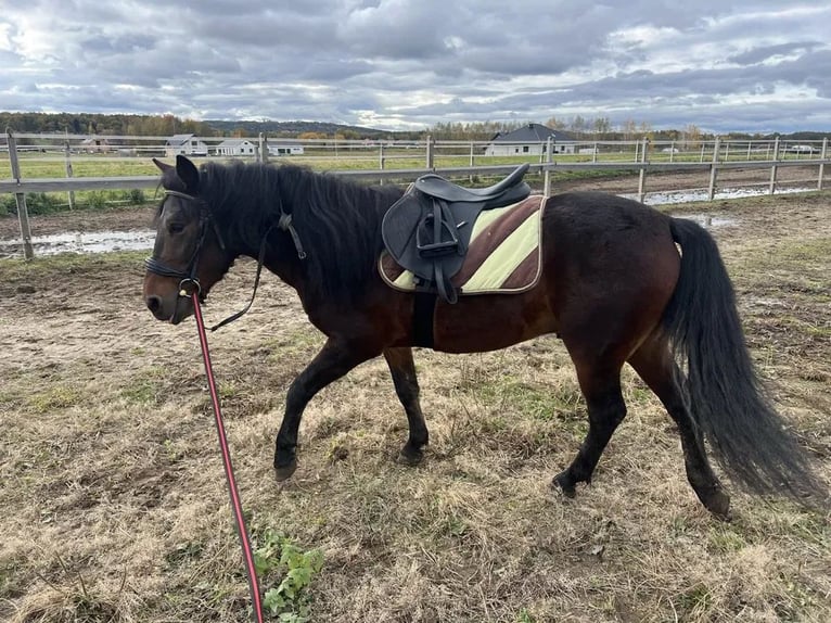 Hucul Gelding 3 years 13,1 hh Bay in D&#x119;bno
