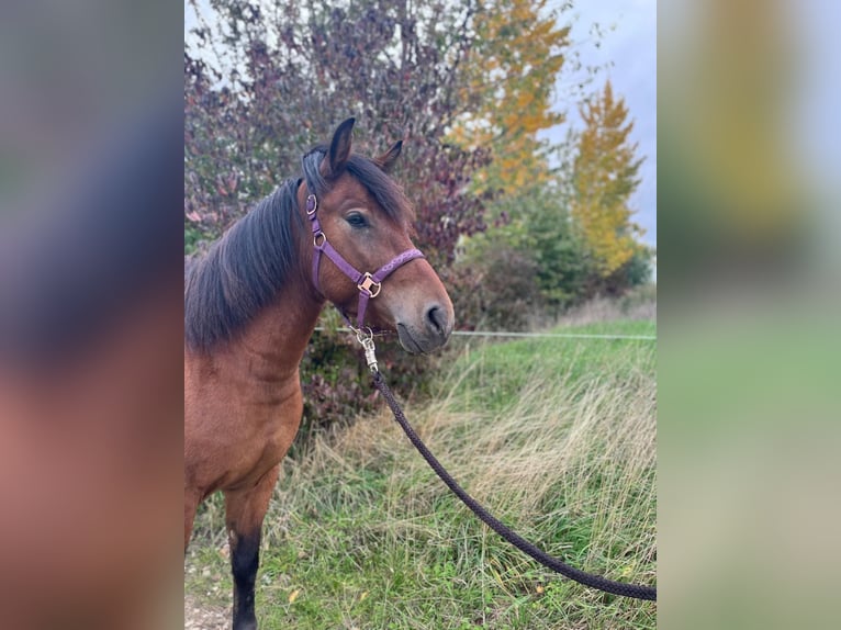 Hucul Gelding 3 years 13,2 hh Brown in Naumburg