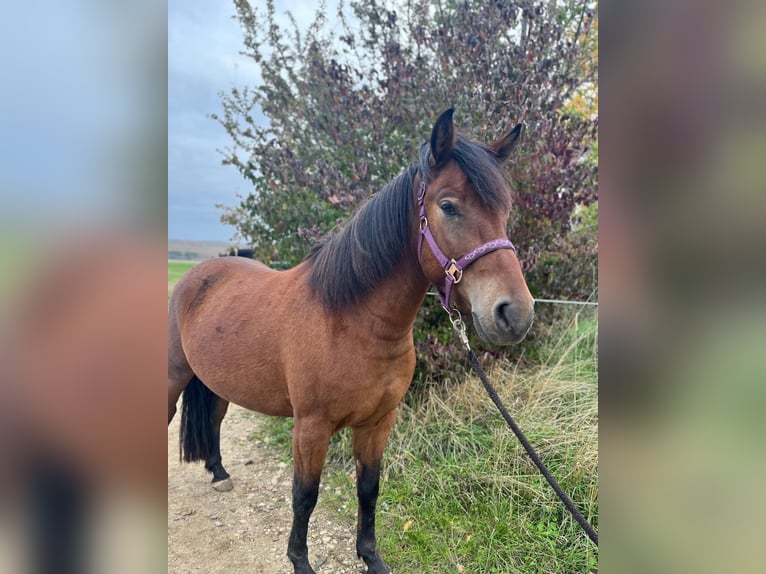 Hucul Gelding 3 years 13,2 hh Brown in Naumburg