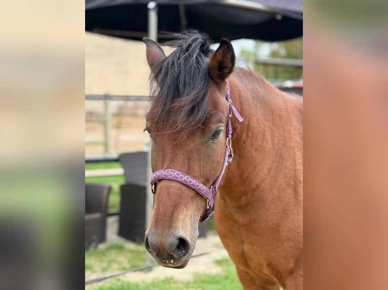 Hucul Gelding 3 years 13,2 hh Brown in Naumburg
