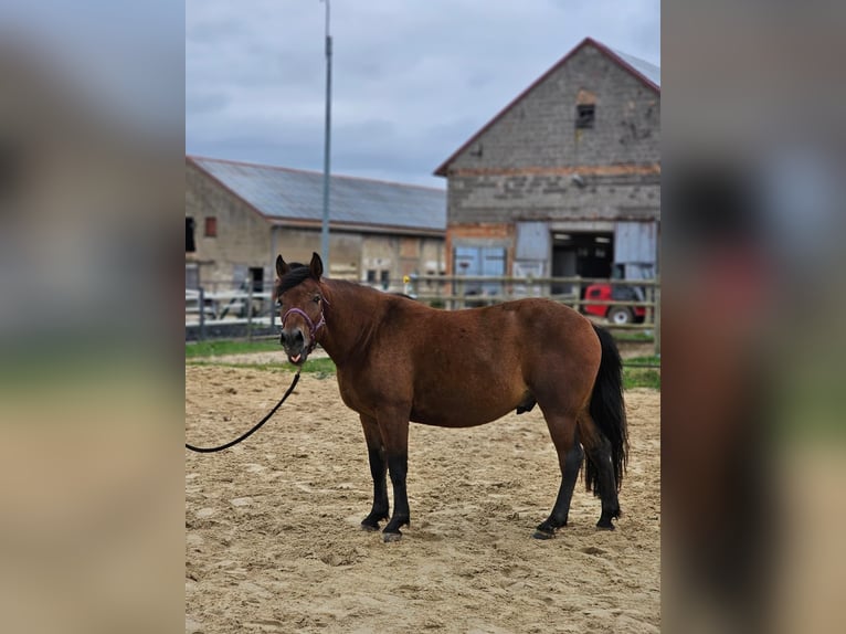Hucul Gelding 3 years 13,2 hh Brown in Naumburg