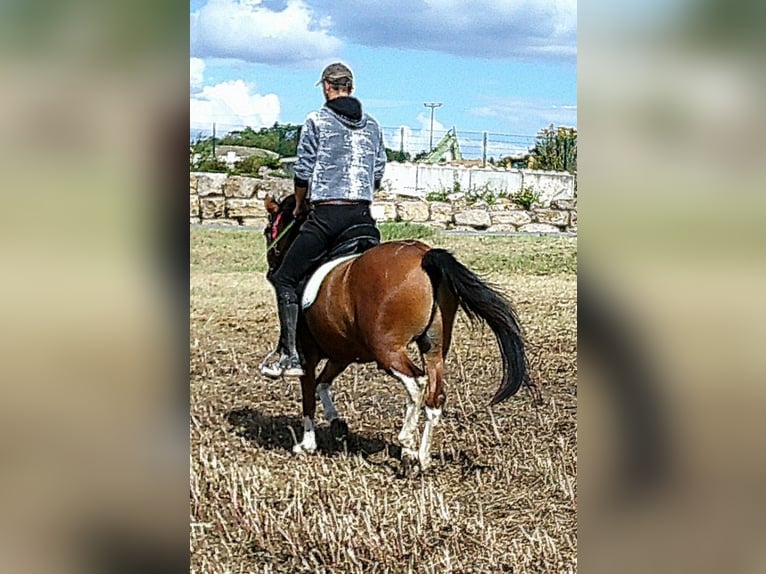 Hucul Gelding 3 years 13,2 hh Pinto in Buttst&#xE4;dt