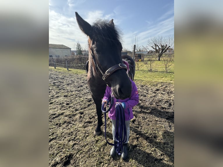 Hucul Gelding 3 years 14 hh Black in BromeBrome