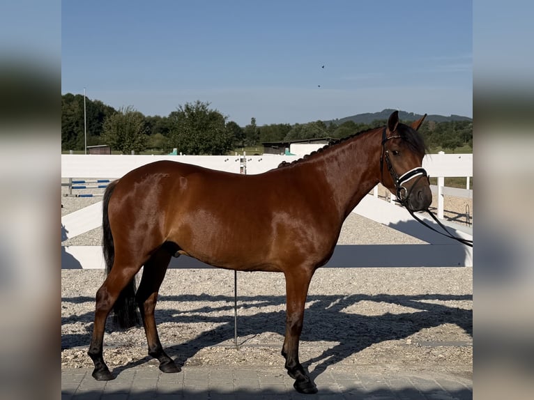 Hucul Gelding 3 years 14 hh Brown in Riedlingen