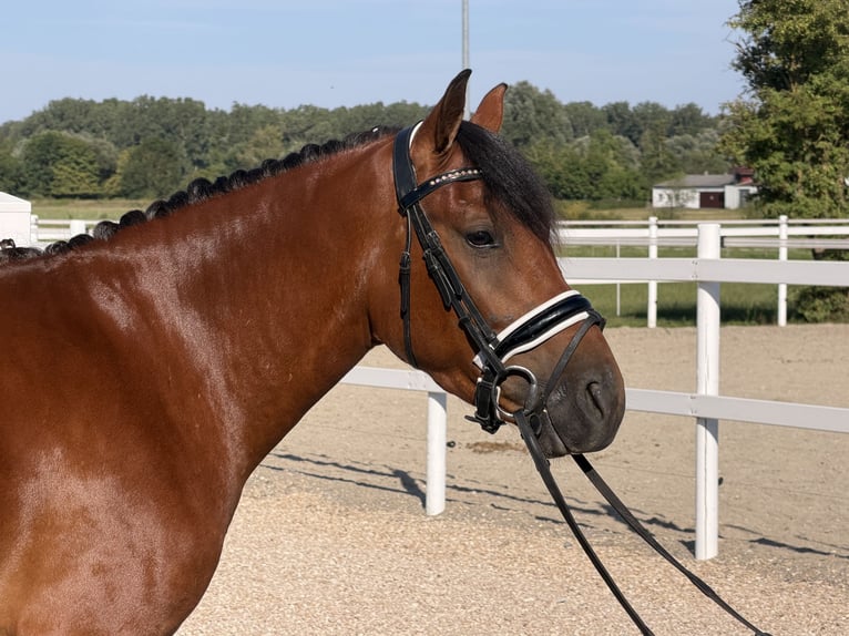 Hucul Gelding 3 years 14 hh Brown in Riedlingen