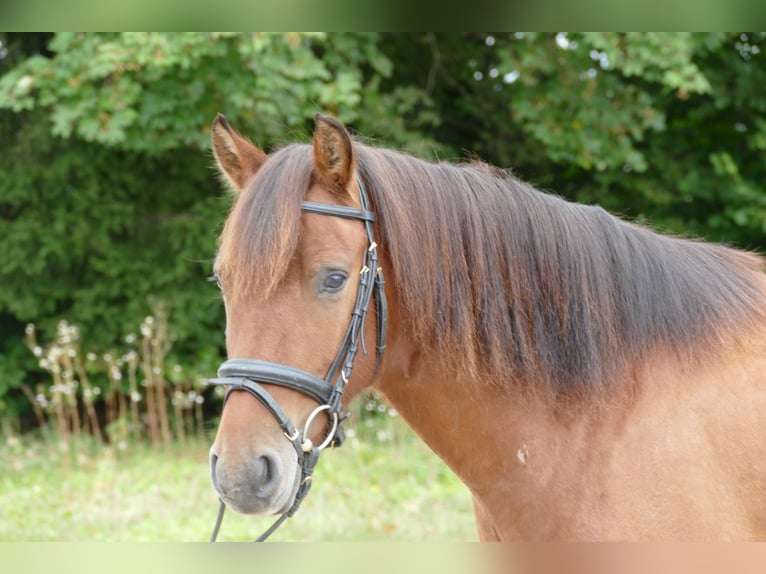 Hucul Gelding 3 years 14 hh Dun in Ramsau