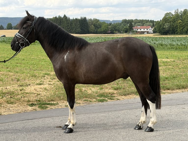Hucul Gelding 3 years 14 hh Pinto in Riedlingen