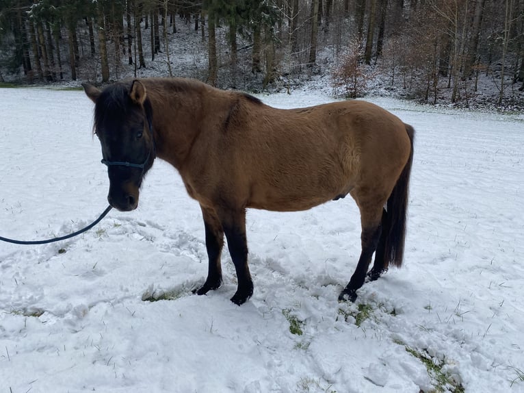 Hucul Gelding 4 years 13,1 hh Dun in Dietramszell