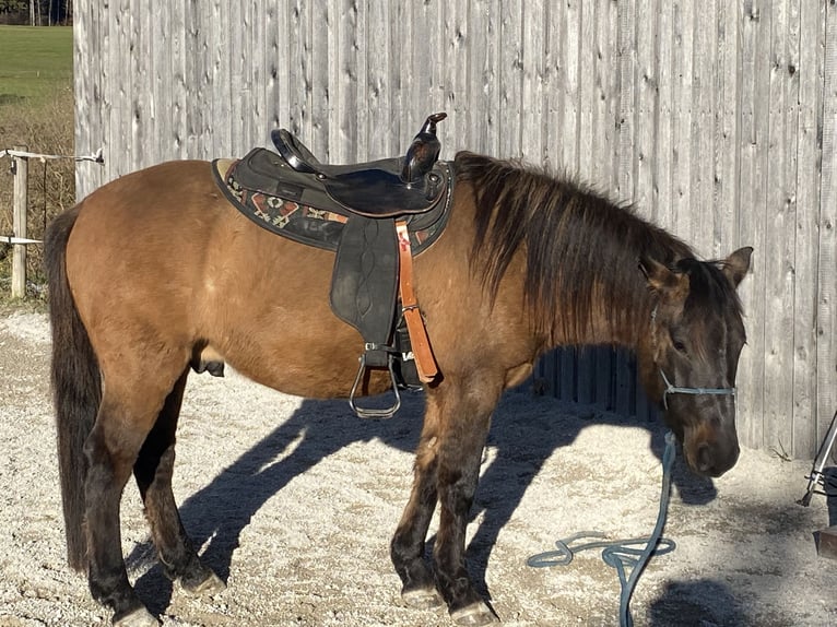 Hucul Gelding 4 years 13,1 hh Dun in Dietramszell