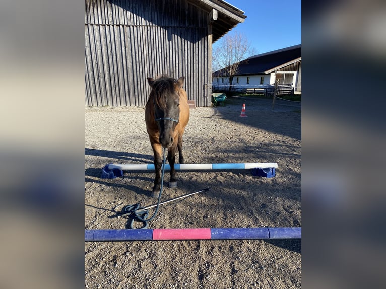 Hucul Gelding 4 years 13,1 hh Dun in Dietramszell