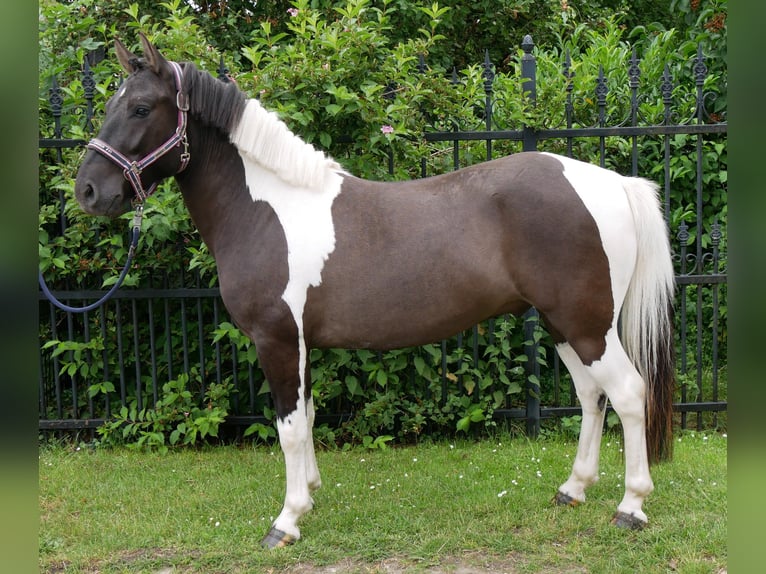 Hucul Gelding 4 years 13.1 hh Pinto in Dorsten