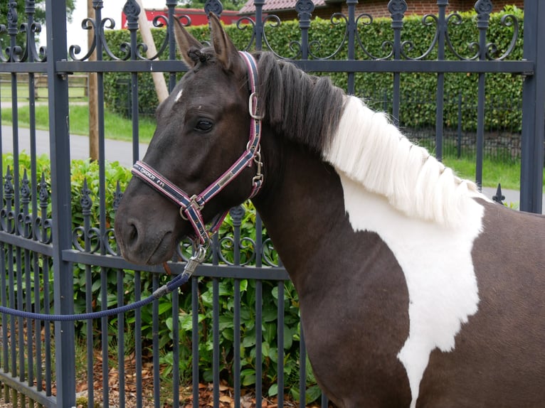 Hucul Gelding 4 years 13.1 hh Pinto in Dorsten