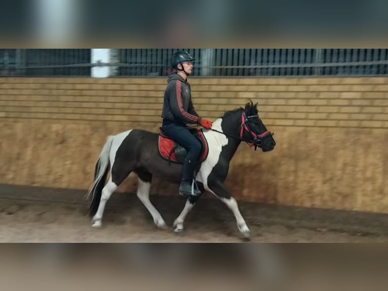 Hucul Gelding 4 years 13.2 hh Pinto in Kamenz