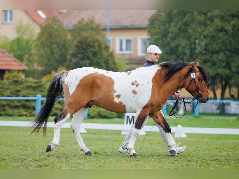 Hucul Gelding 4 years 13.3 hh Pinto in Młodzianów