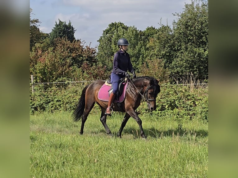Hucul Gelding 4 years 13 hh Brown in M&#xFC;lheim an der Ruhr