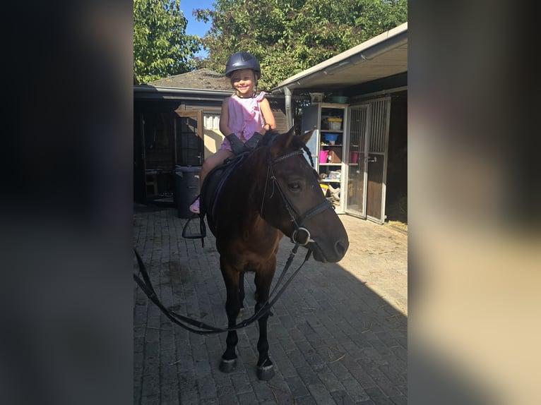 Hucul Gelding 4 years 13 hh Brown in M&#xFC;lheim an der Ruhr