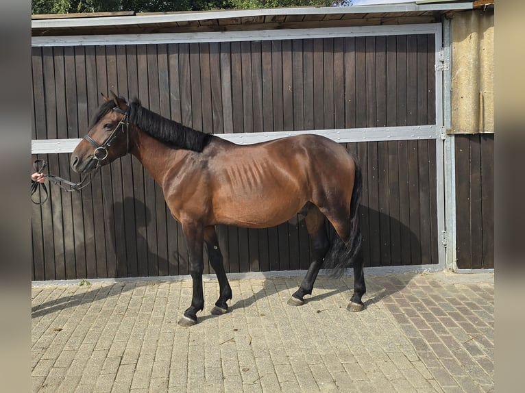 Hucul Gelding 4 years 13 hh Brown in M&#xFC;lheim an der Ruhr