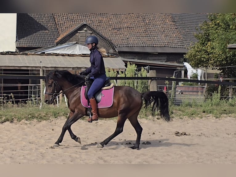 Hucul Gelding 4 years 13 hh Brown in M&#xFC;lheim an der Ruhr