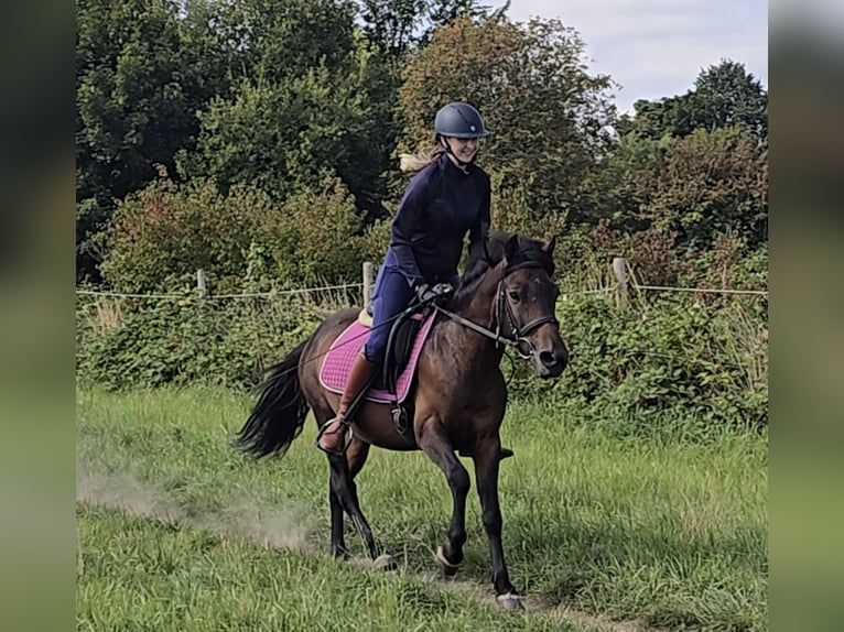 Hucul Gelding 4 years 13 hh Brown in M&#xFC;lheim an der Ruhr
