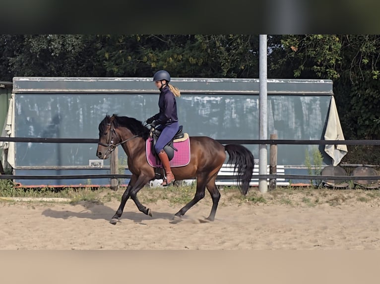 Hucul Gelding 4 years 13 hh Brown in M&#xFC;lheim an der Ruhr