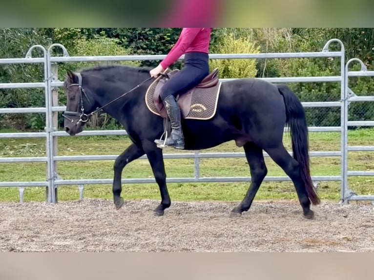 Hucul Gelding 4 years 13,2 hh Black in Ellgau