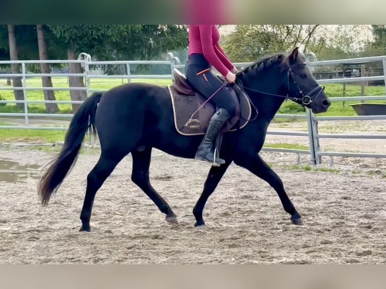 Hucul Gelding 4 years 13,2 hh Black in Ellgau