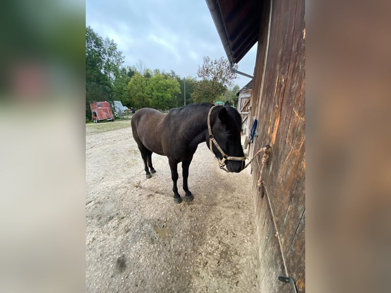 Hucul Gelding 4 years 13,2 hh Black in Bruck bei Hausleiten