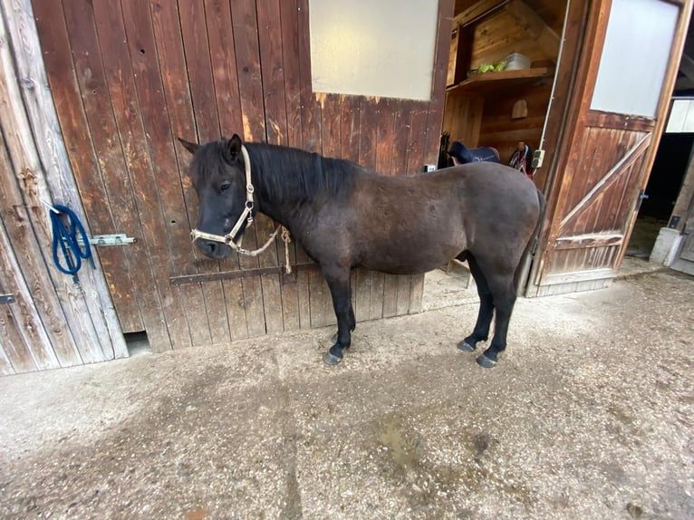 Hucul Gelding 4 years 13,2 hh Black in Bruck bei Hausleiten