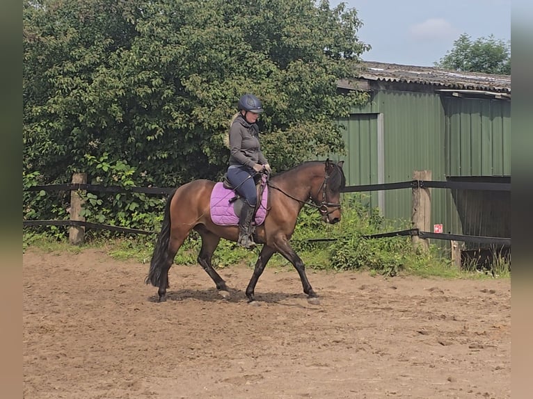 Hucul Gelding 4 years 13,2 hh Brown in M&#xFC;lheim an der Ruhr