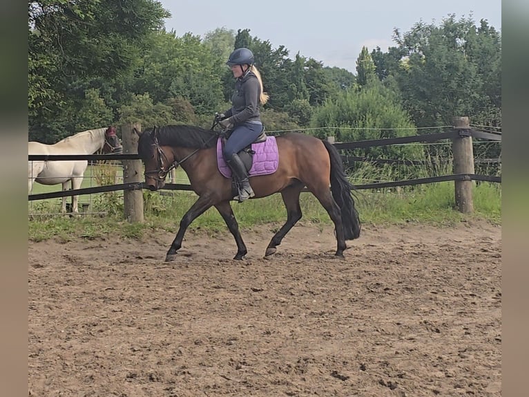 Hucul Gelding 4 years 13,2 hh Brown in M&#xFC;lheim an der Ruhr