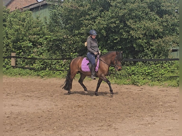 Hucul Gelding 4 years 13,2 hh Brown in M&#xFC;lheim an der Ruhr