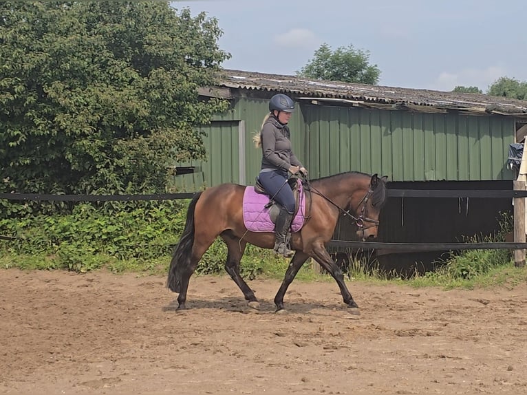 Hucul Gelding 4 years 13,2 hh Brown in M&#xFC;lheim an der Ruhr