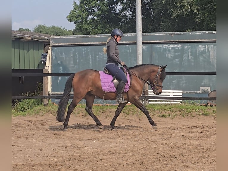 Hucul Gelding 4 years 13,2 hh Brown in M&#xFC;lheim an der Ruhr