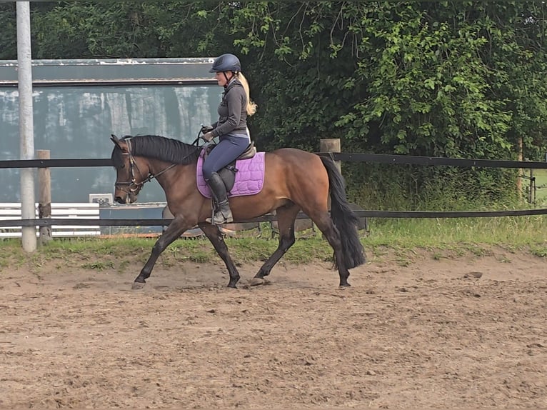 Hucul Gelding 4 years 13,2 hh Brown in M&#xFC;lheim an der Ruhr